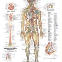 Anatomy - Nervous System